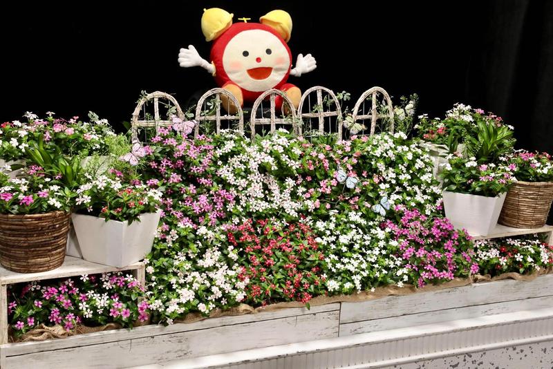 ニチニチソウ_スターカイトシリーズ (28).jpg
