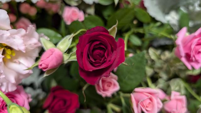 rose_4.jpg