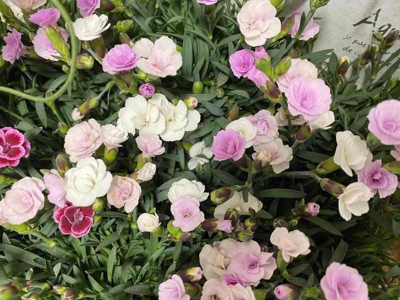 ダイアンサス20260331 (15).jpg