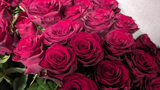 rose_1.jpg