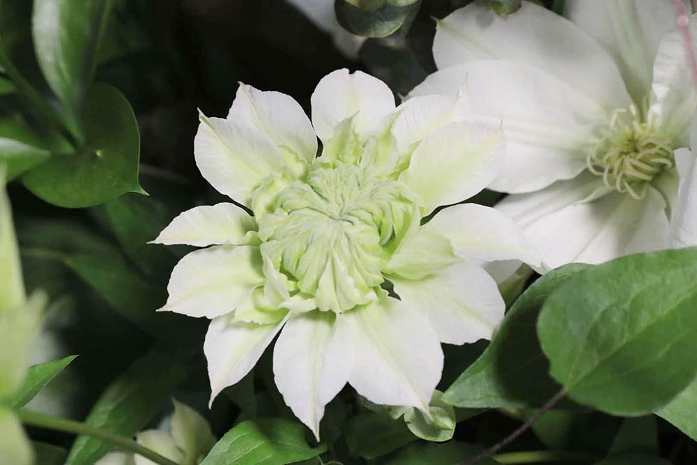 花園2.jpg