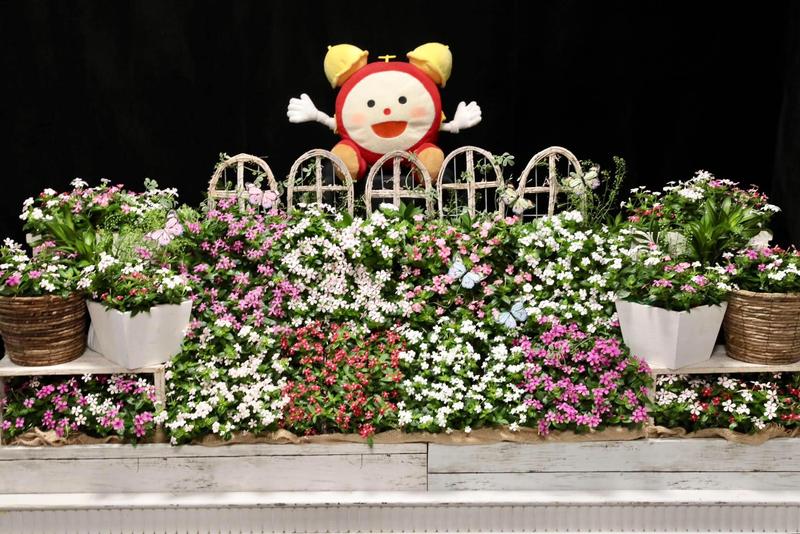 ニチニチソウ_スターカイトシリーズ (32).jpg
