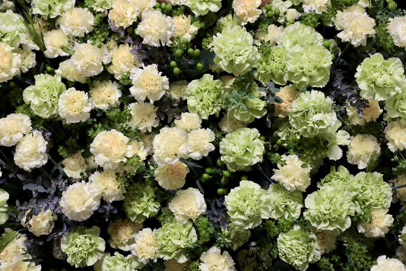 カーネーション20260317 (8).jpg