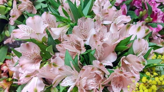 Alstroemeria_Eva2.JPG