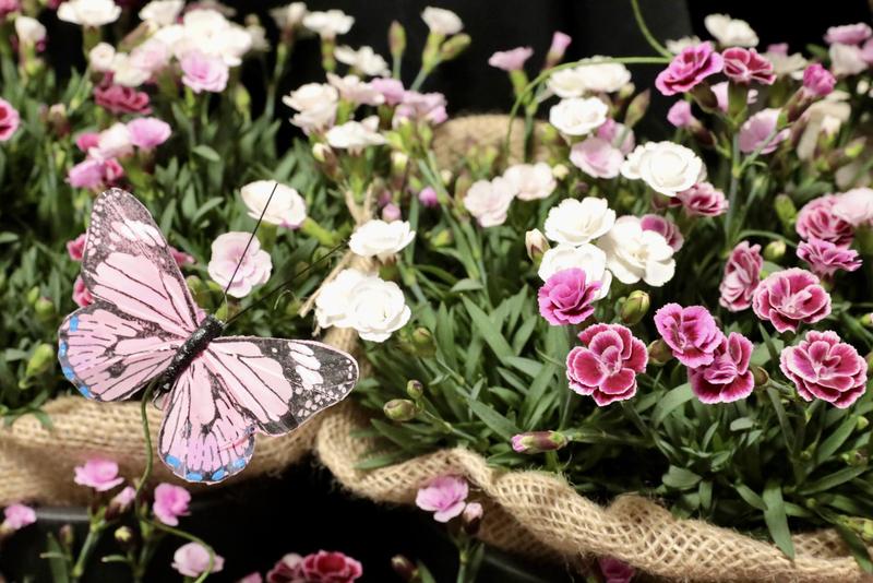 ダイアンサス20260331 (10).jpg