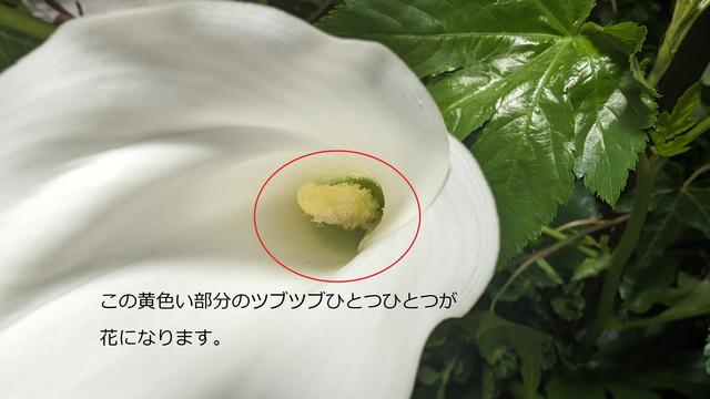花_2.jpg