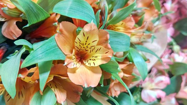 Alstroemeria_2.JPG