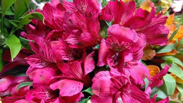 Alstroemeria_3.JPG