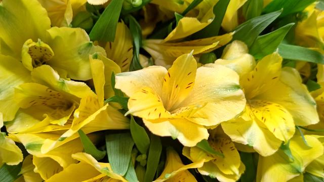 Alstroemeria_4.JPG