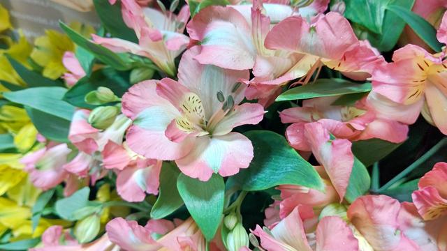 Alstroemeria_5.JPG