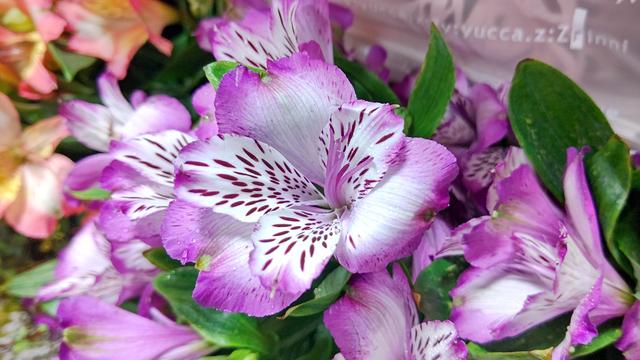 Alstroemeria_6.JPG