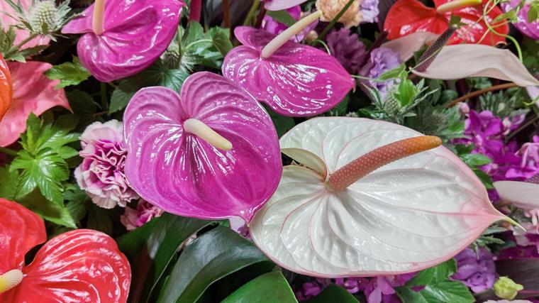 Anthurium2.JPG