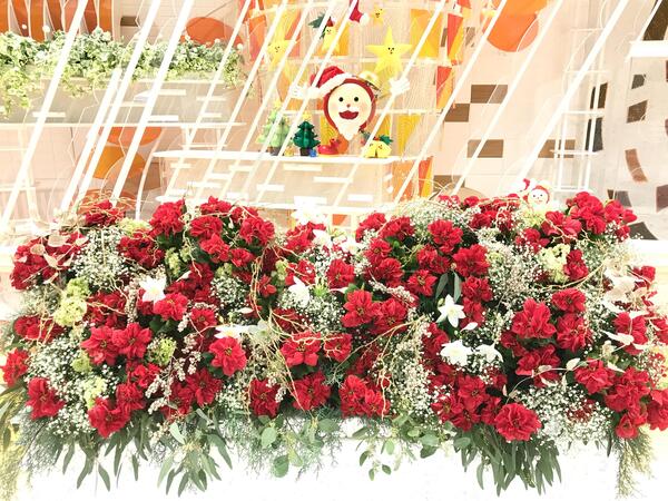 12月10日放送 切花で楽しむ ポインセチア めざましテレビ で紹介された花 フジテレビフラワーネット