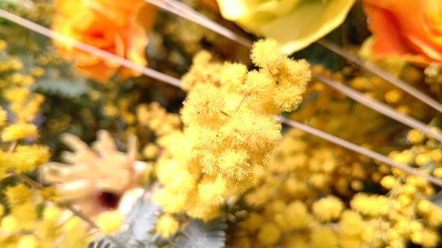 Mimosa_1.JPG
