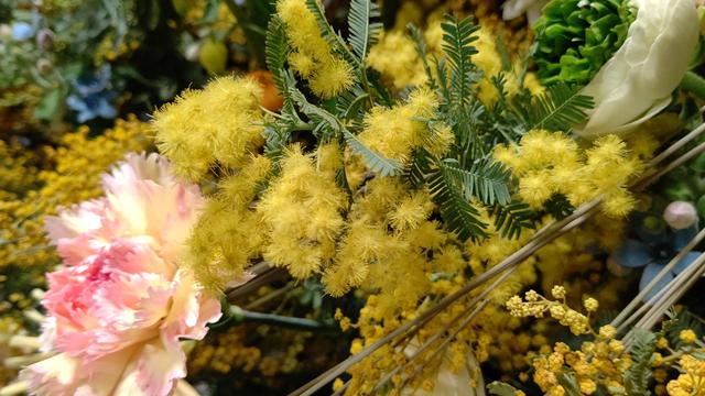 Mimosa_2.JPG