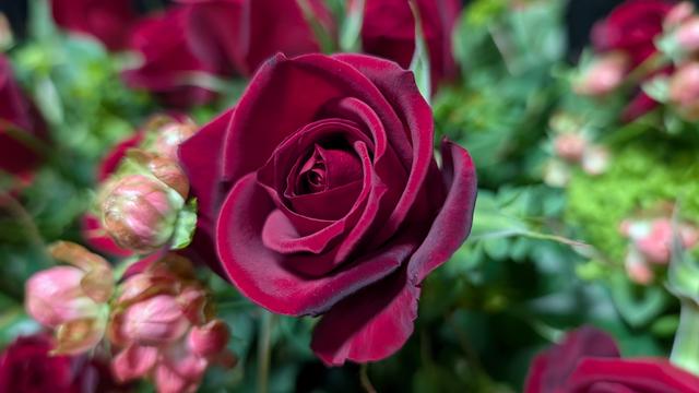 PXL_20241216_060520772.jpg