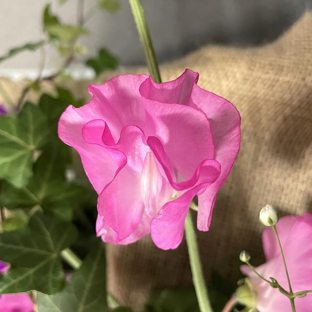 ReIMG_3669.jpg
