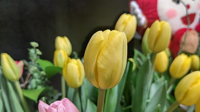 Tulips_3.JPG