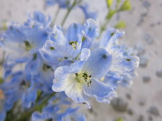 platinum-blue_160626.JPG