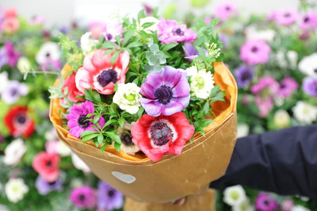 3月16日放送 しっかり豪華に そしてはかない花 アネモネ めざましテレビ で紹介された花 フジテレビフラワーネット