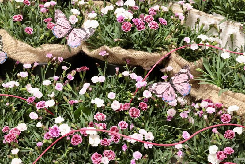 ダイアンサス20260331 (13).jpg