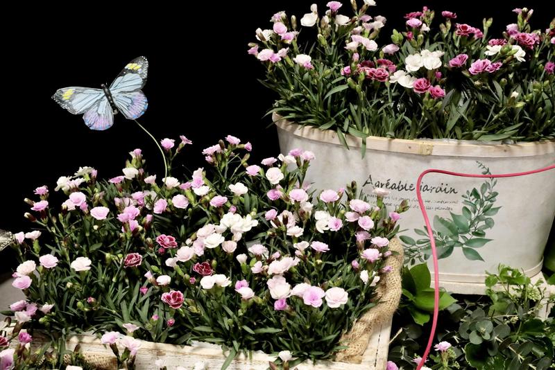 ダイアンサス20260331 (4).jpg