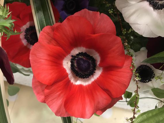 anemone_20190320.jpg