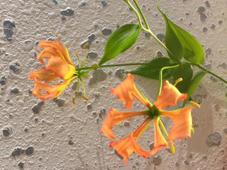 Gloriosa_20160801.jpgのサムネイル画像