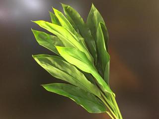 dracaena_20160808.JPGのサムネイル画像