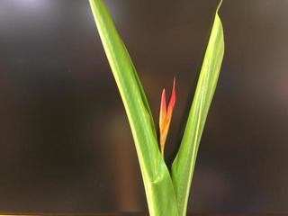 heliconia_20160808.JPGのサムネイル画像