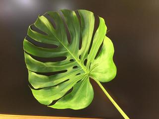 monstera_20160808.JPGのサムネイル画像