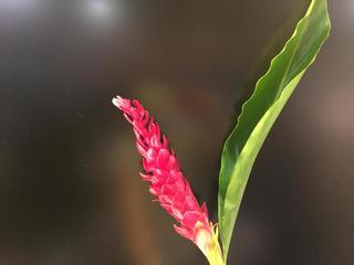 redginger_20160808.JPG