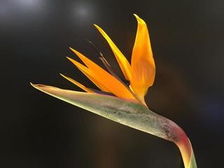 strelitzia_20160808.JPG