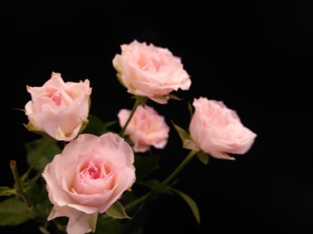 rose2_20160905.JPG