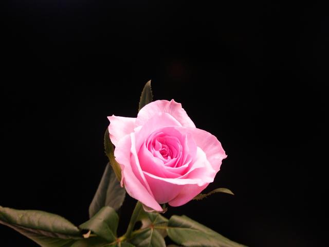 rose_20160905.JPG