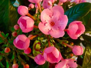sweet_20160912.jpg