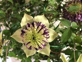 viennetta_20170410.JPGのサムネイル画像
