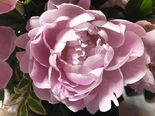 pink2_20170529.jpg