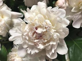 white_20170529.JPG