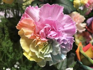 7月3日放送 虹色に咲く レインボーカラーの花 めざましテレビ で紹介された花 フジテレビフラワーネット