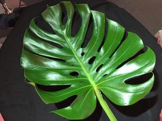 monstera_20170821.JPG