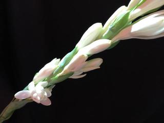 tuberosa_20170821.JPG