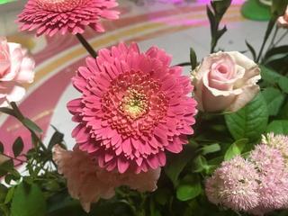 gerbera_20170903.jpg