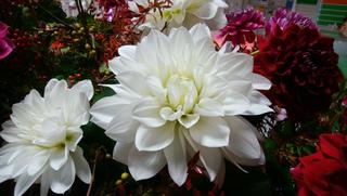 dahliapearl_20171010.jpg