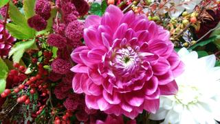 dahliamiyabi_20171010.jpg