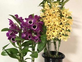 Dendrobium_20180213.jpg