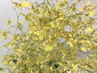 Oncidium_20180213.jpg