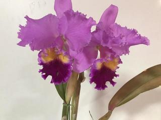 Cattleya_20180213.jpg