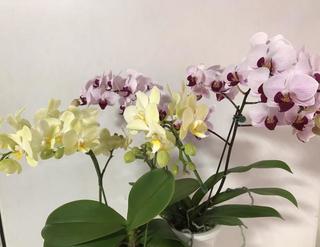 Phalaenopsis_20180213.jpg