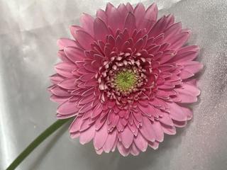 gerbera-F_20180220.jpg